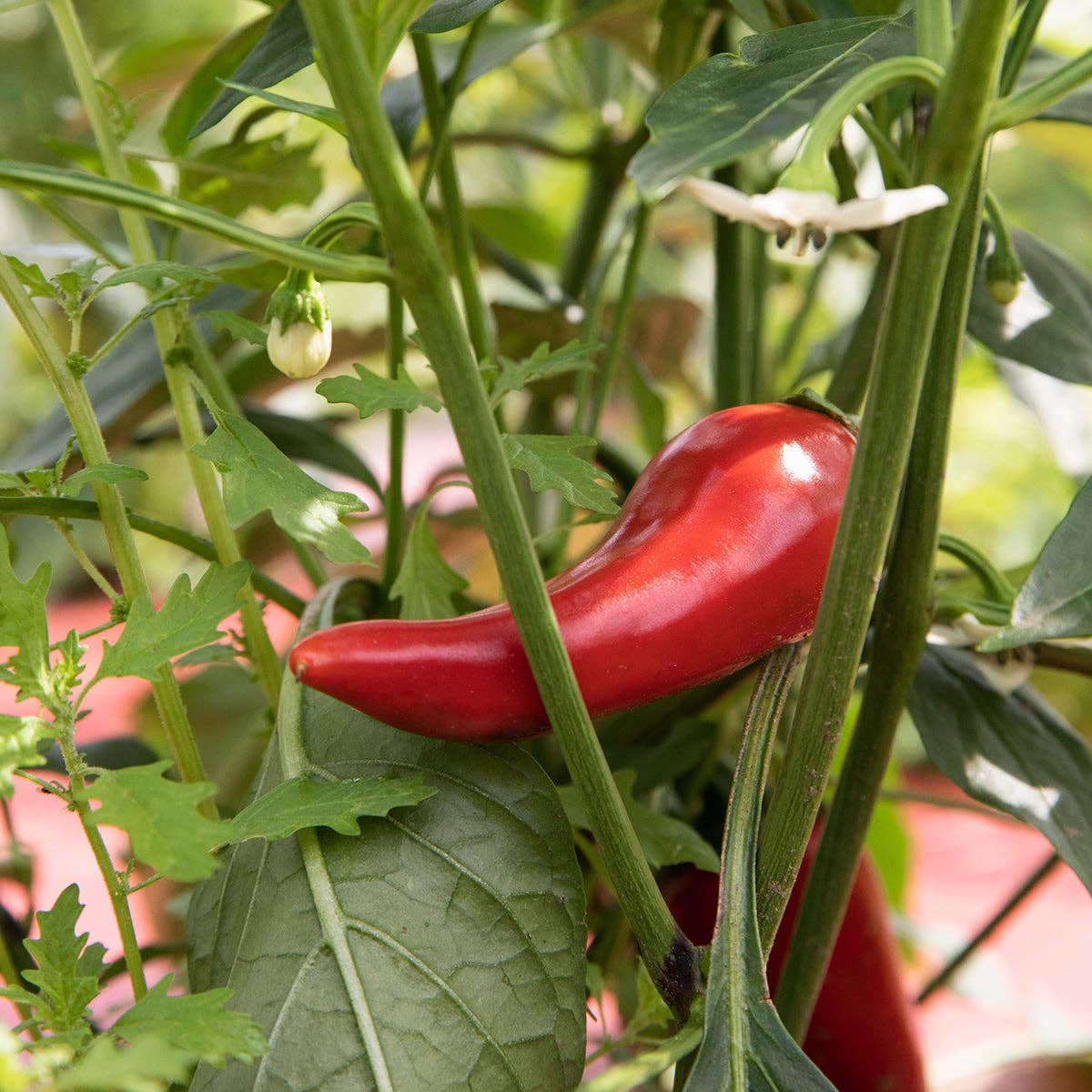 Jam - Fresno & Thai Spicy Chili