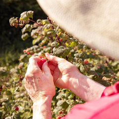 Spread - Naked Raspberry No Added Sugar 10.4oz